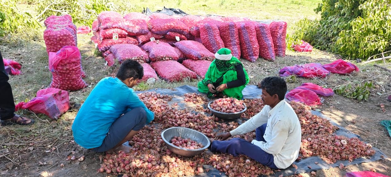 Onions are becoming dirt cheap, making farmers cry.