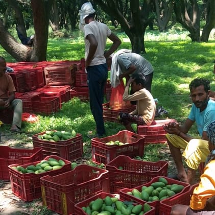 The rain will make mangoes unmatched in weight as well as taste.