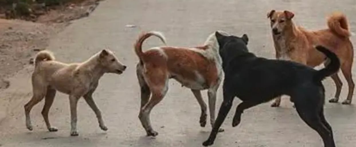 Dogs becoming angry due to rising temperature, cases of bites increased by 10 percent in summer