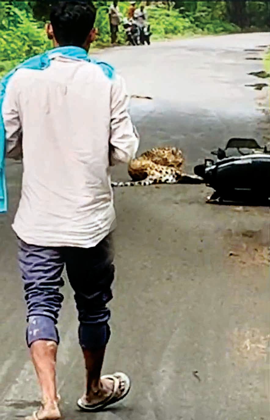 Seeing a leopard on the road, he panicked and fell, ran, then gathered courage and took the bike.