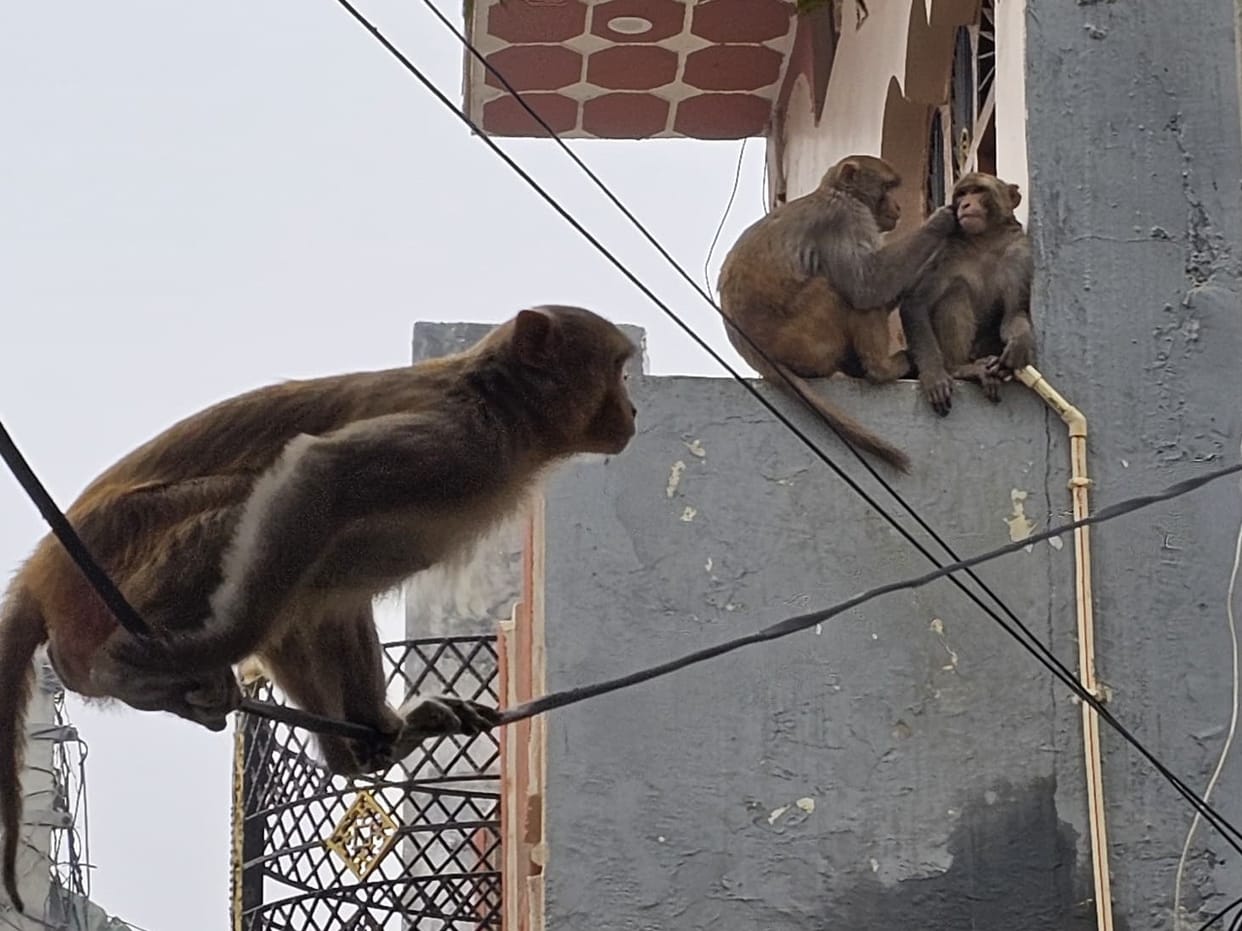 People are troubled by the terror of monkeys, the department is not paying attention.