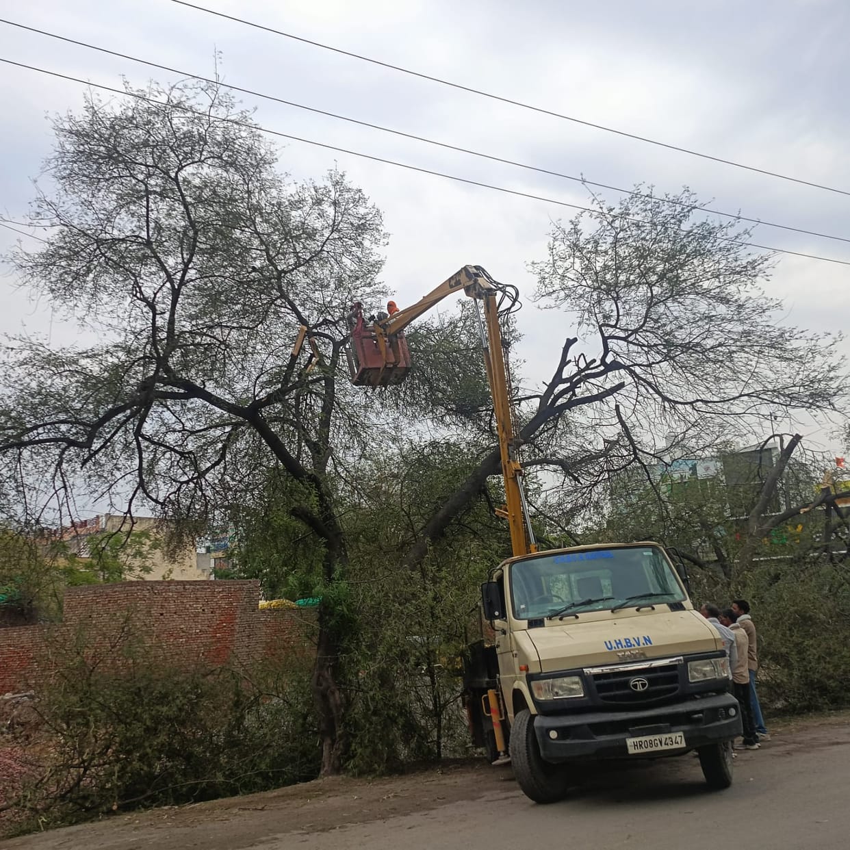 Electricity Corporation started cutting and trimming trees