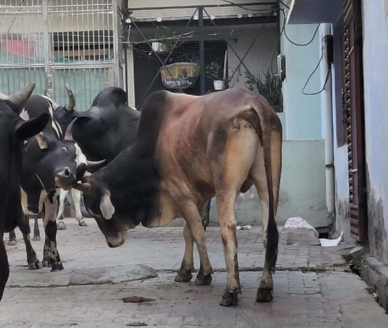 Bulls Fight; Passersby Flee to Save Their Lives