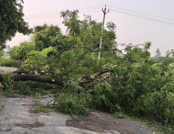 रेउसा इलाके में तेज आंधी के बीच सड़क पर गिरा पेड़।  - संवाद 