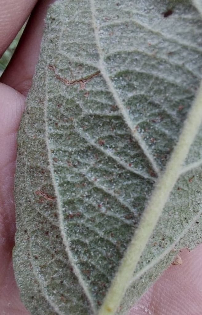 After borer, red spider attacks apple plants