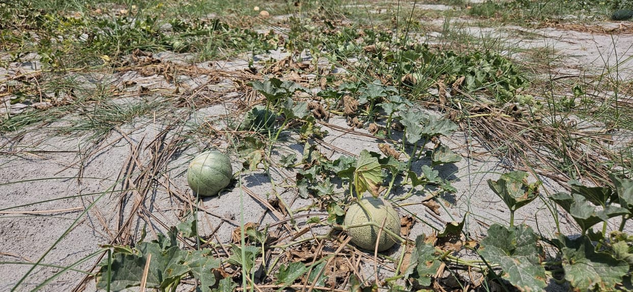 Watermelon, watermelon and petha crops submerged in the water released into the Ganges