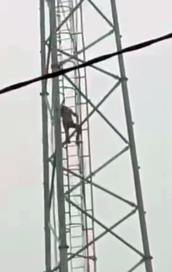 Angry youth climbs mobile tower over transaction