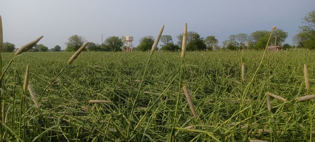 From potatoes to maize, hopes have been dashed.