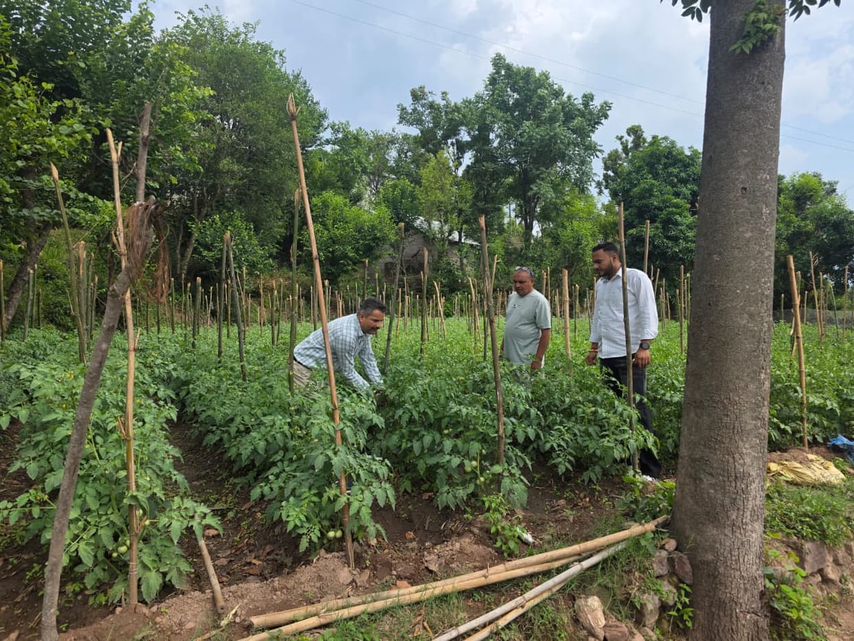 30 farmers cultivated tomato crop on 30 bighas of land.