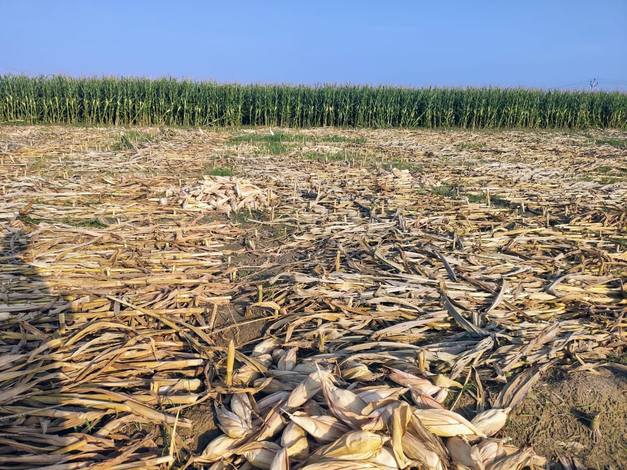 Unseasonal rains damage harvested corn, mung beans and black gram in the fields