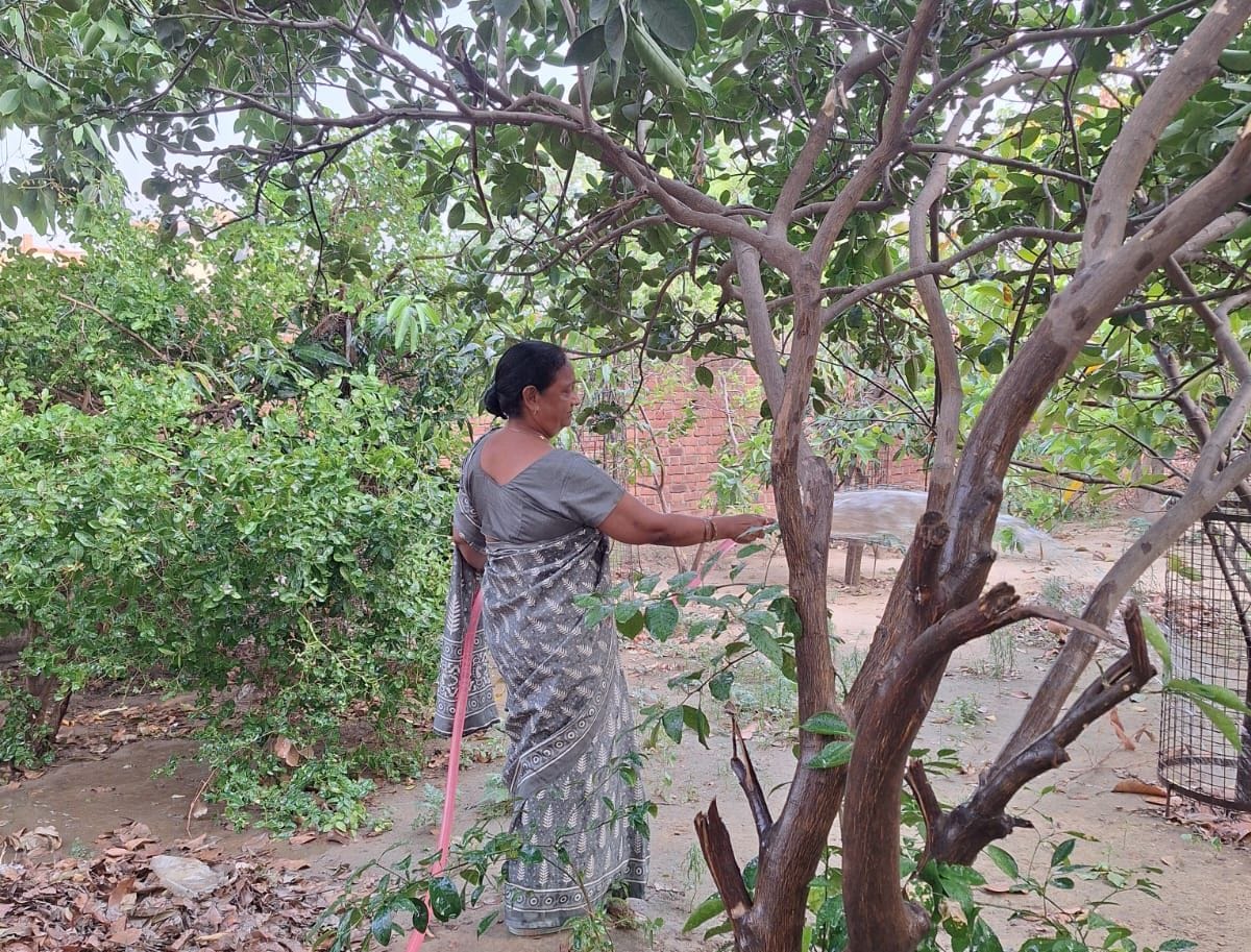 Finding peace in greenery, creating beautiful gardens in homes, women are becoming environmental guardians along with household chores and work.