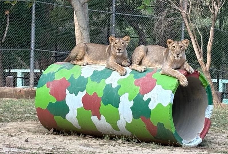 Lionesses Ashi and Jaya's birthday was celebrated by cutting a cake.