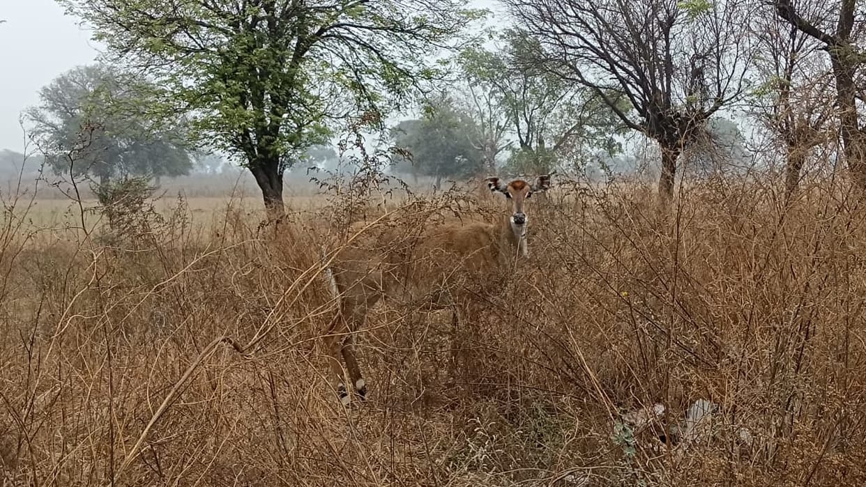 Nilgai are destroying crops in the fields