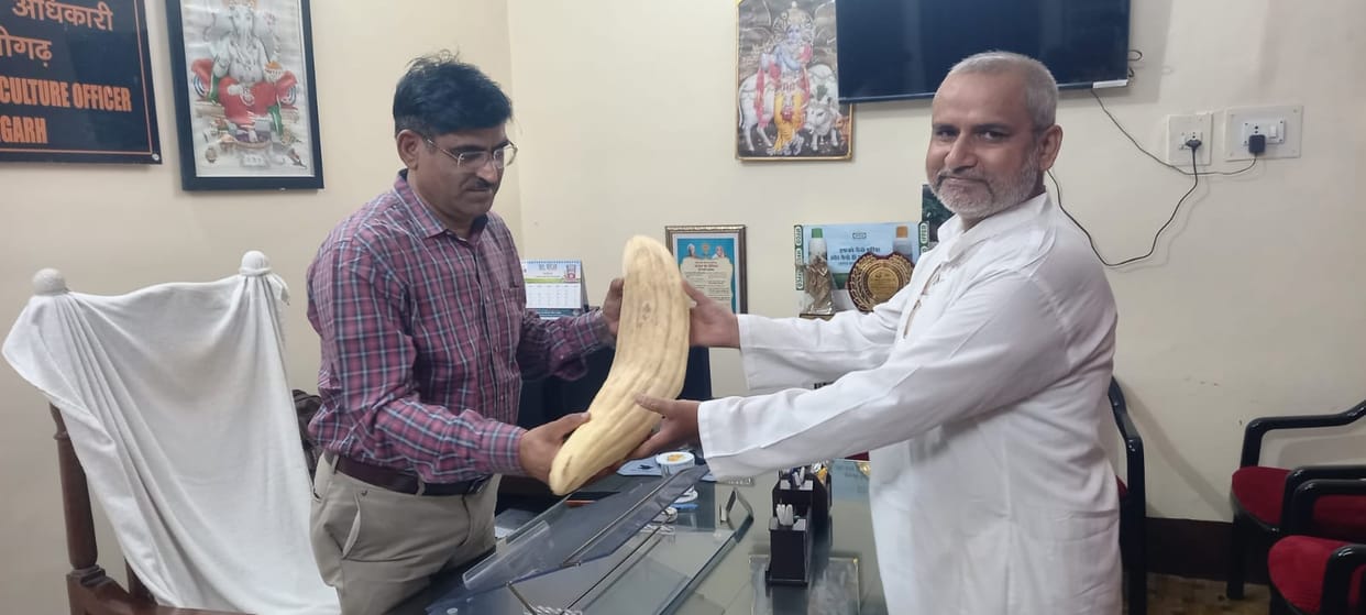 Farmer grows three feet long Kachari