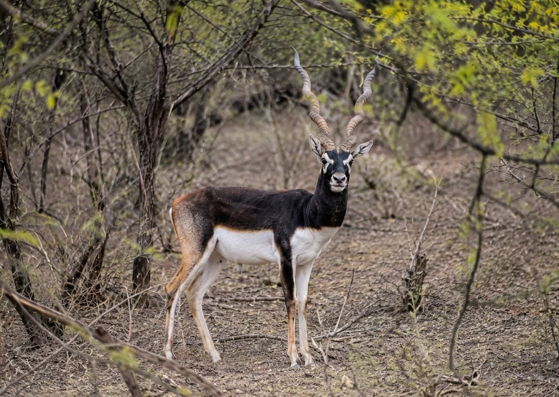 Blackbuck habitat is being destroyed due to lack of protection