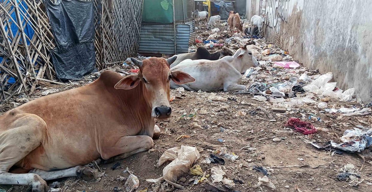 Stray cattle rummaging through vegetable market garbage caused accidents, anger over neglect of cleanliness and not sending cattle to the cow shelter