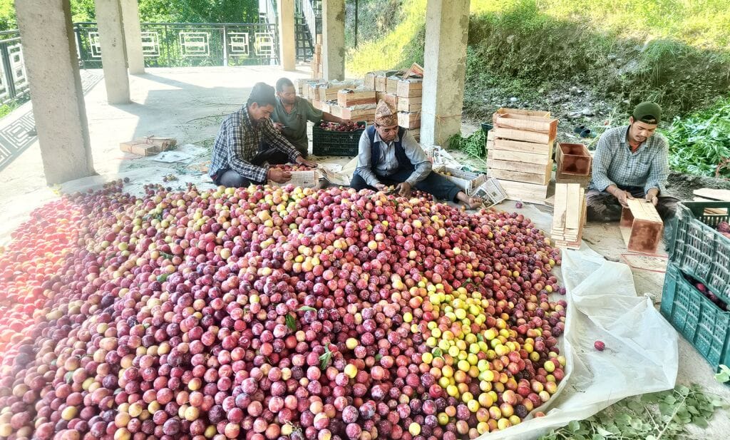 Plum harvesting and filling work begins in lower Rampur areas