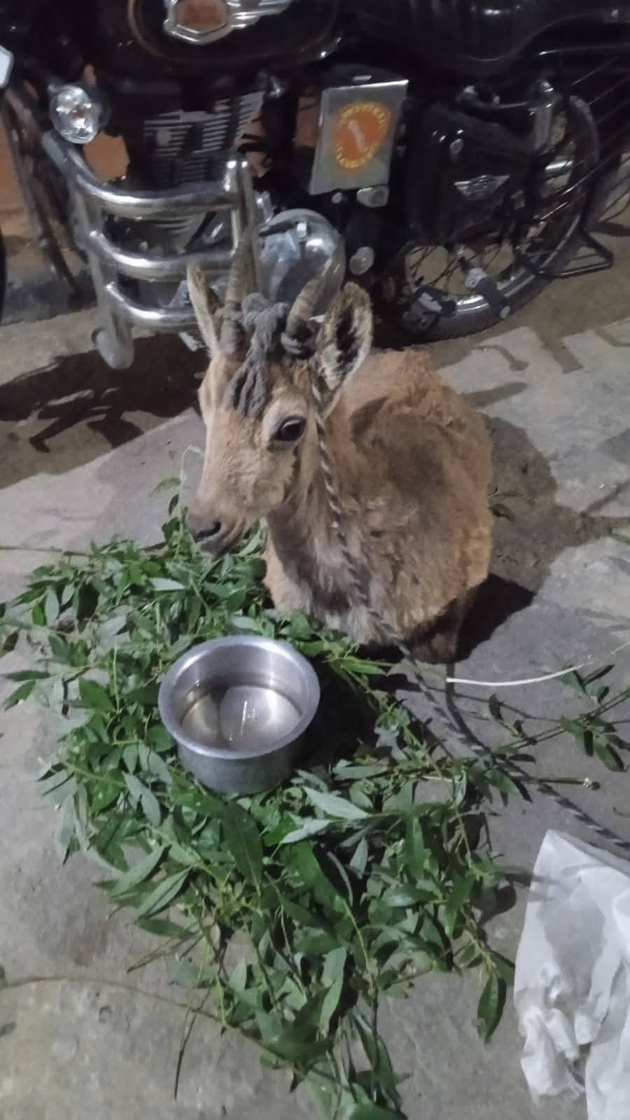 Kargil, Rescue Pregnant Ibax, Darchik
