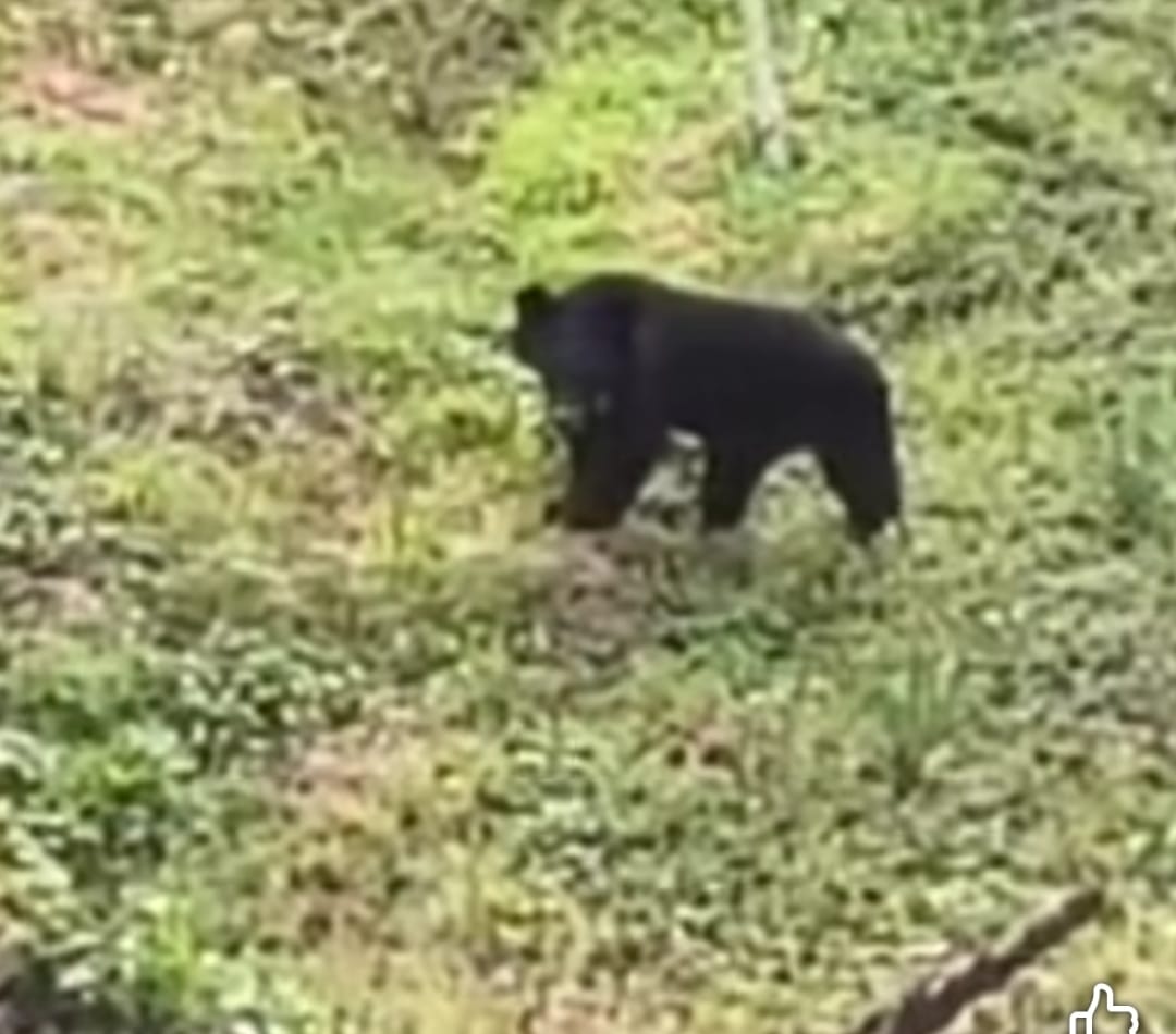 Terror of bear in Koti village of Dhargaura Panchayat