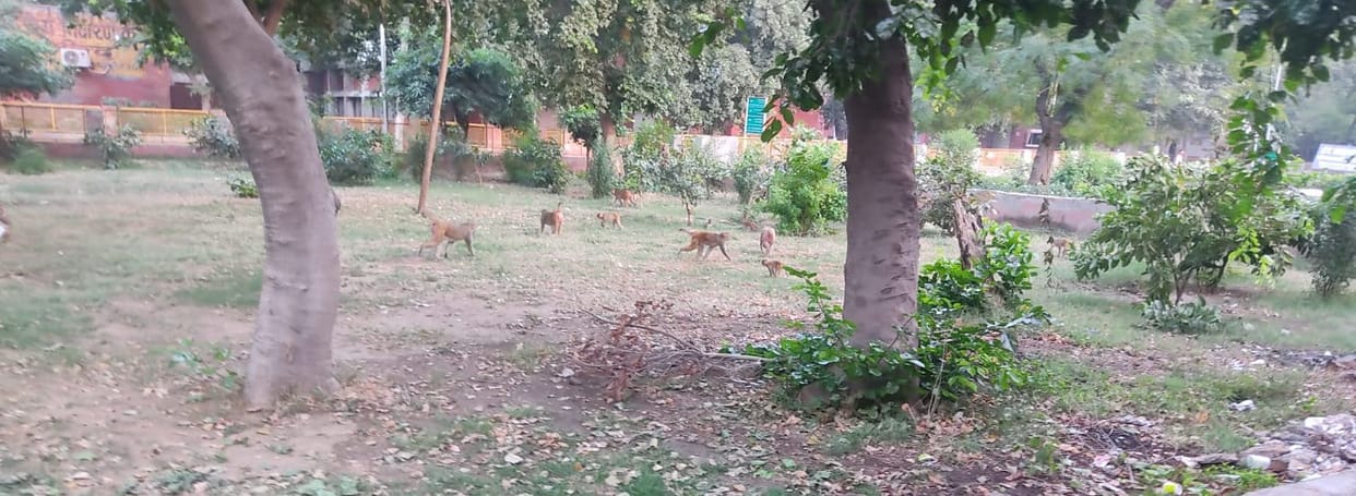 Monkey Menace at Civil Hospital: Troubles Mount for Patients and Health Workers