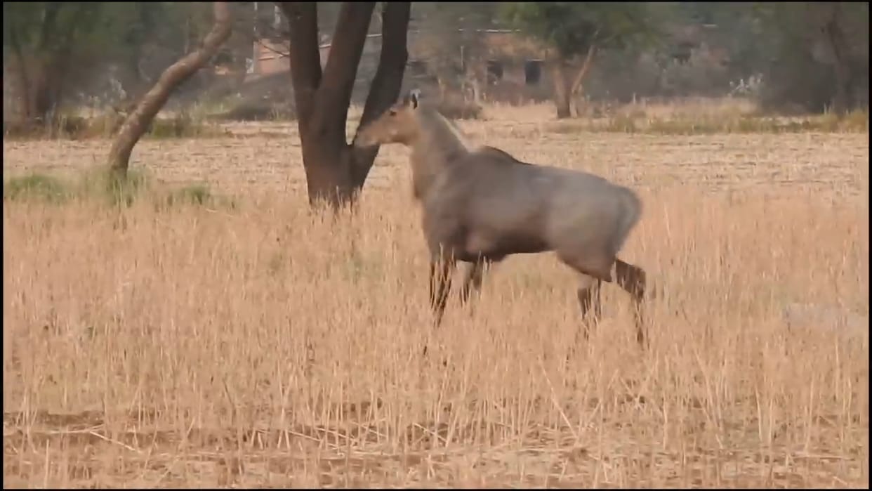 Nilgai attacks farmer