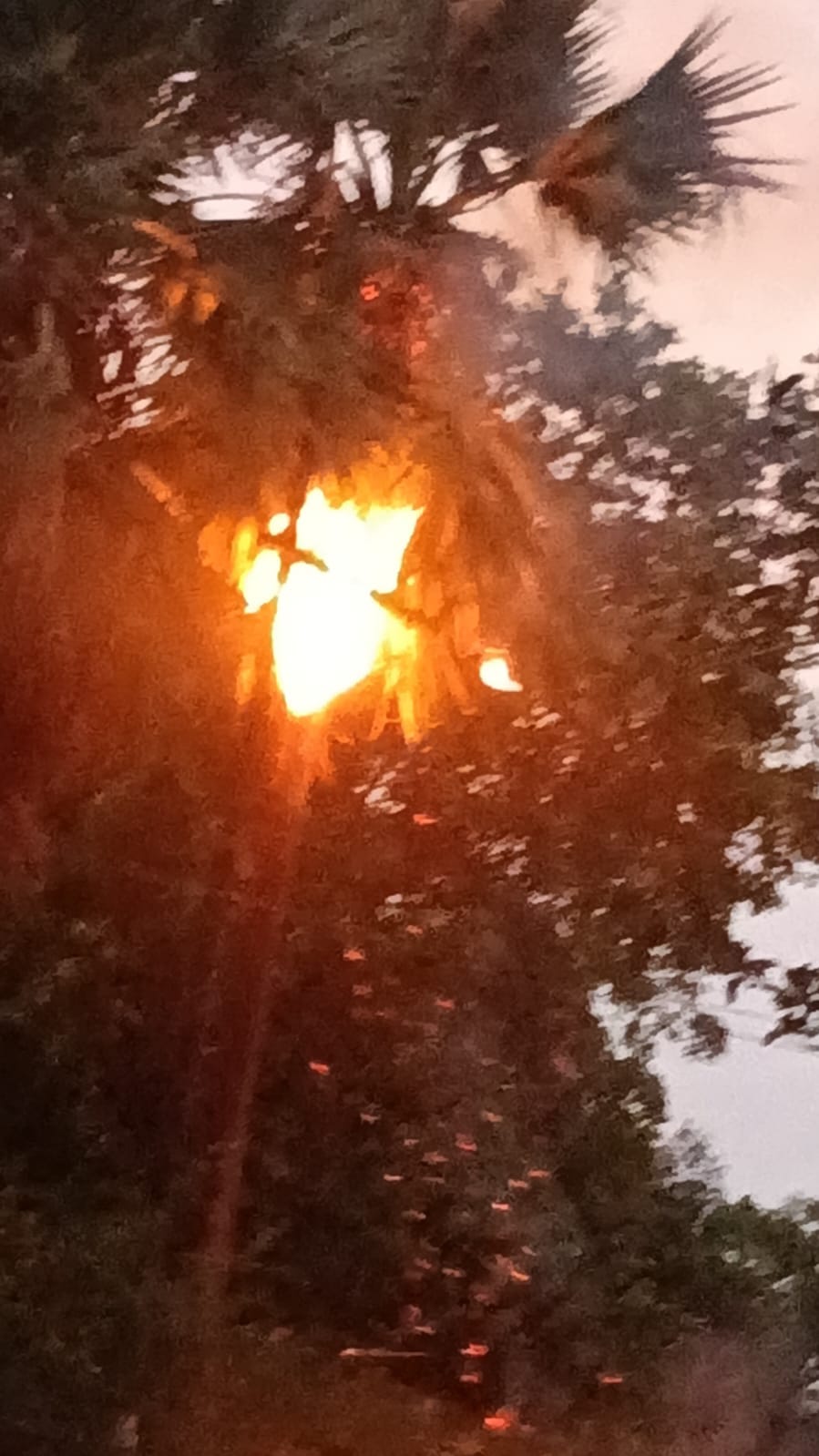Spark from high tension wire due to storm, palm tree caught fire