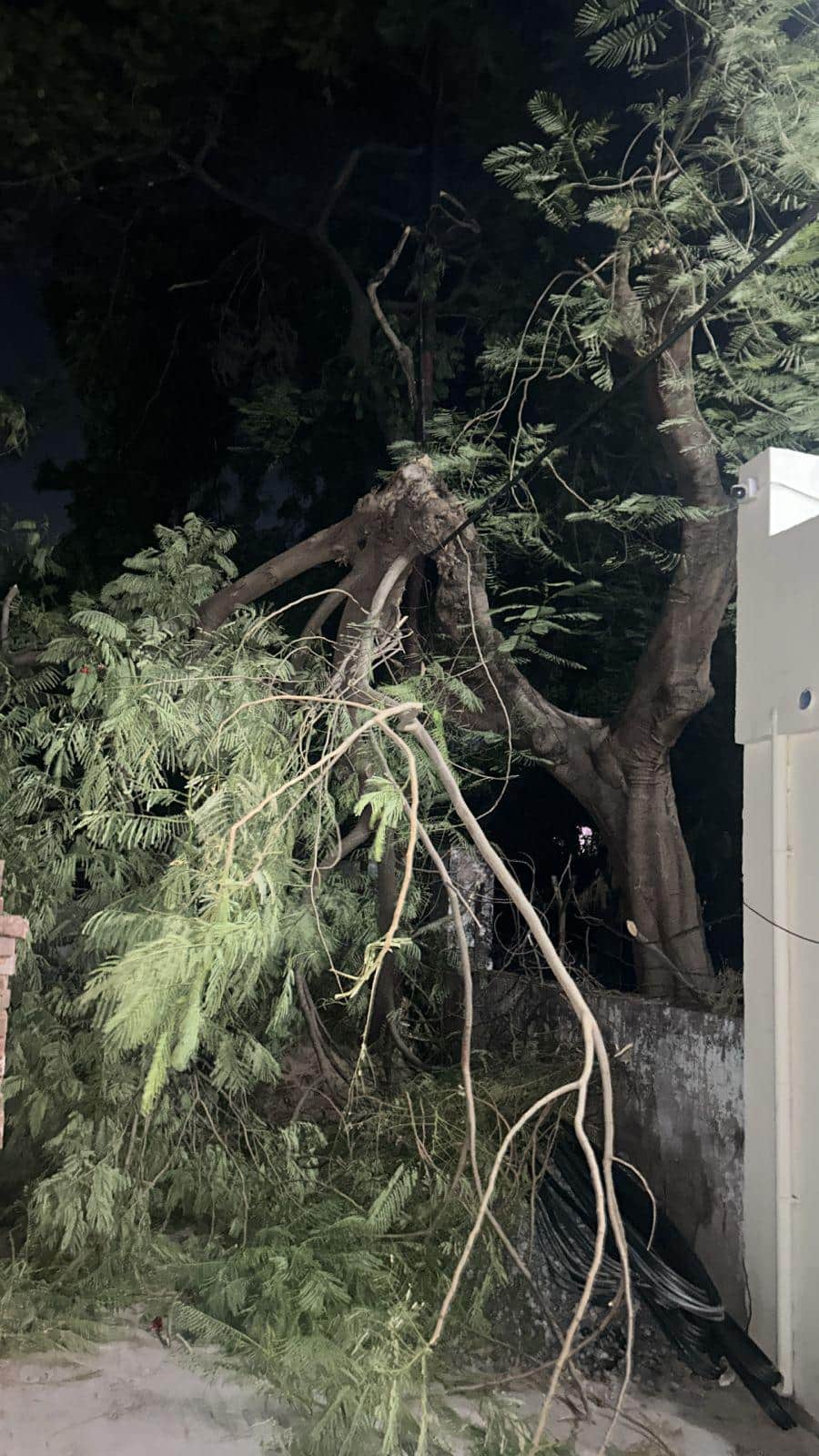 फोटो - 25 आंधी से पत्थरफोड़ बाबा की गली में टूटी पेड़ की डाल, बर्बाद हुई केबल। संवाद