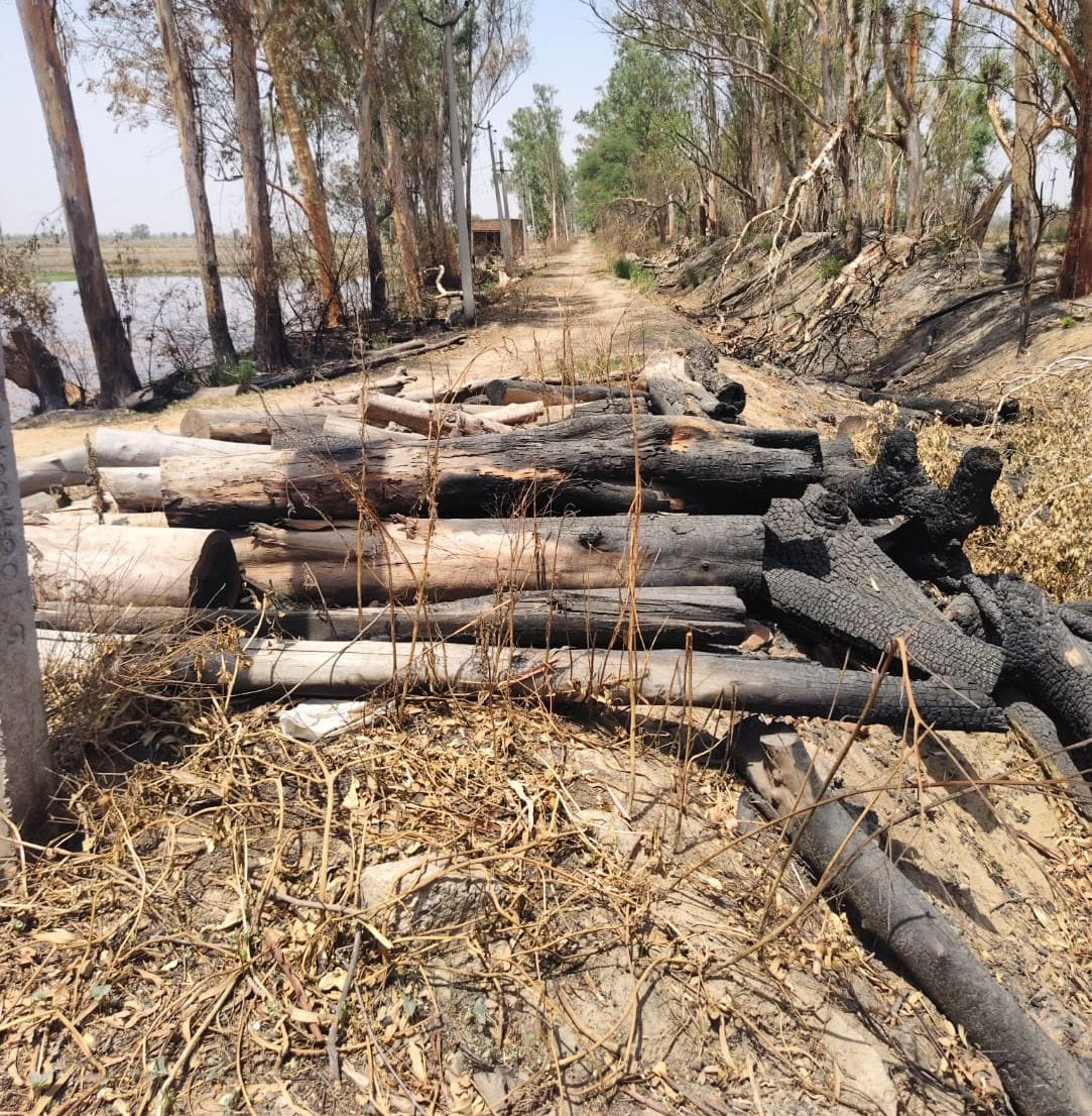 Nature's fury has crippled greenery, with plantation targets limited to thousands this time.