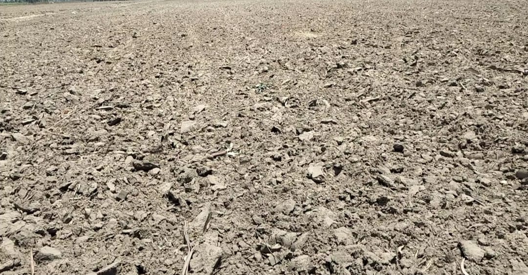 Direct sowing of paddy will be done in 25000 acres in Ambala.