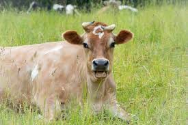 Remains of protected animal found, sparks public outrage