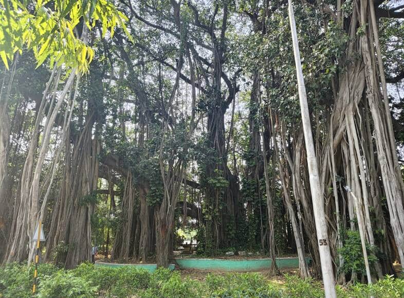 700-Year-Old Banyan Tree to Become India's First Natural Heritage Tree, Giving Munger a New Identity