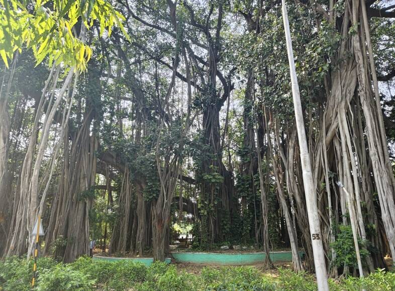 700-Year-Old Banyan Tree to Become India's First Natural Heritage Tree, Giving Munger a New Identity