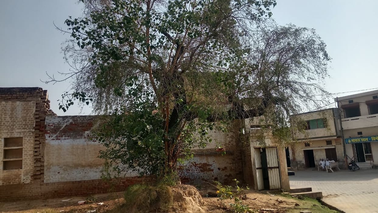 Green Heritage: Century-old trees enrich Fatehabad's environment, biodiversity, and faith