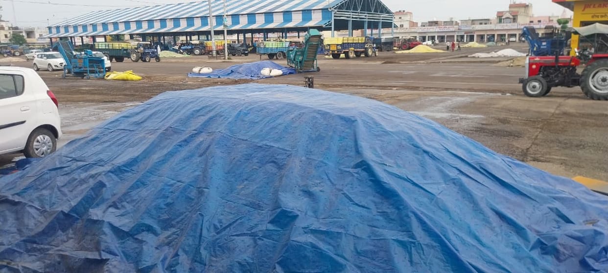 Drizzle caused panic among farmers who had brought sunflowers to the market.