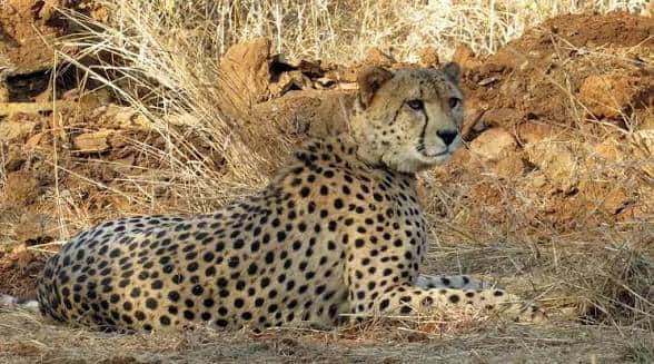 Female cheetah KGP-11, which left Kuno and reached Morena was found injured; rescued and treatment is underway