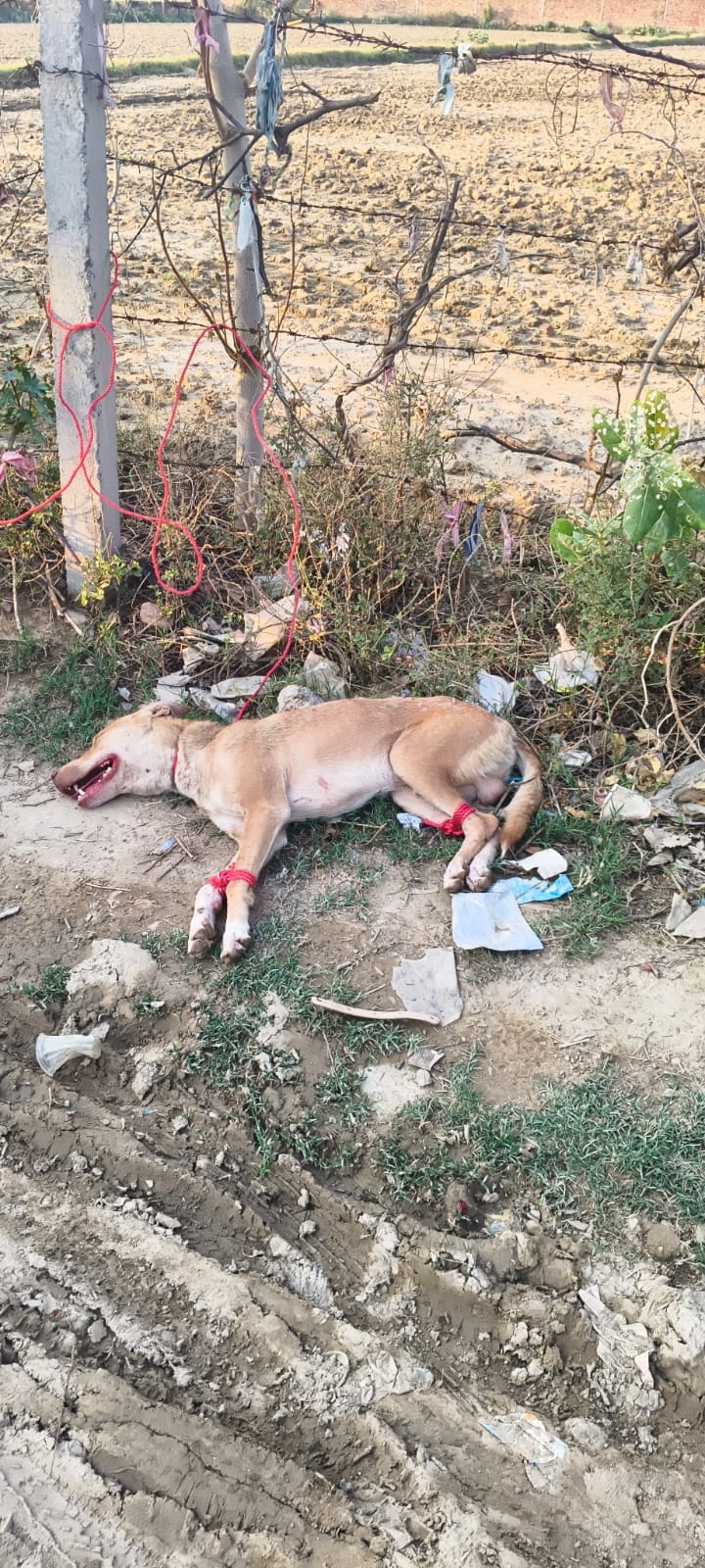 Cruelty to a pet dog, thrown away after tying its mouth and legs, incident took place in village Poiya of Khandauli police station, treatment provided by Caspers Home staff