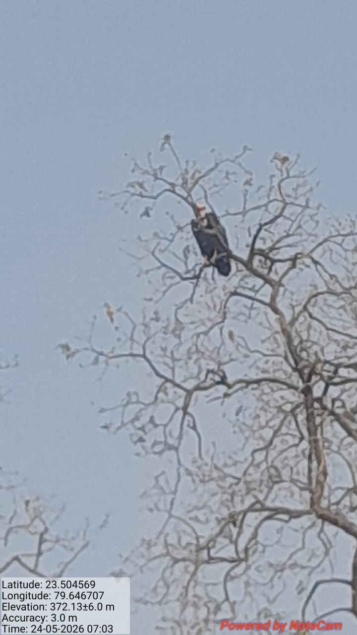 Damoh-Vulture-Population-423-Recorded-Forest-Department-Survey-Hata-Range-Highest