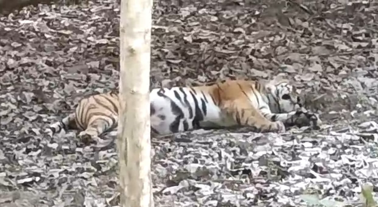 Tiger seen resting on the side of the road in Dudhwa