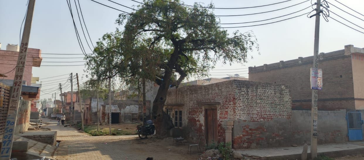 In Pauli village, a 600-year-old Jhand tree remains lush green to this day.