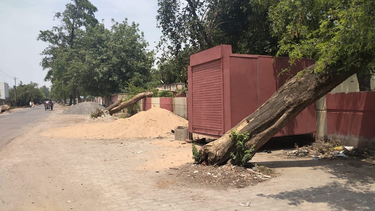 Storm and development hurt greenery, more than a thousand trees fell in 15 days
