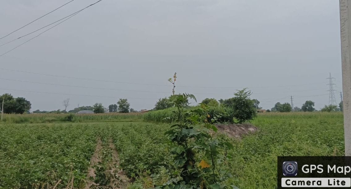 Cotton has lost its charm in the fields