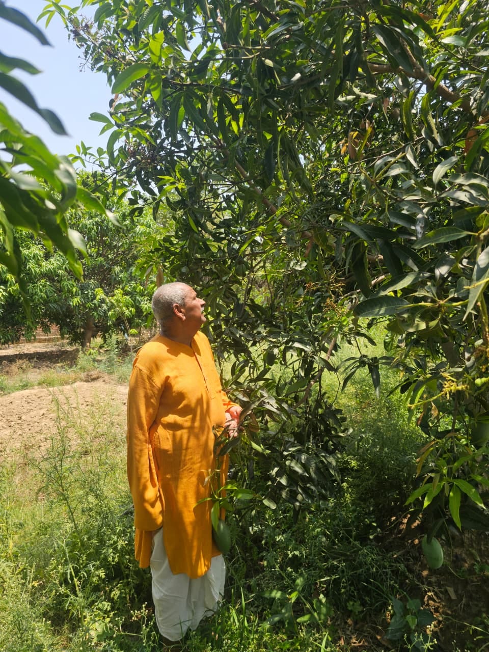 बगिया में आम की देखरेख करते चंद्रदेव त्रिपाठी व पेड़ पर लटकते बड़े आम। स्रोत: स्वयं