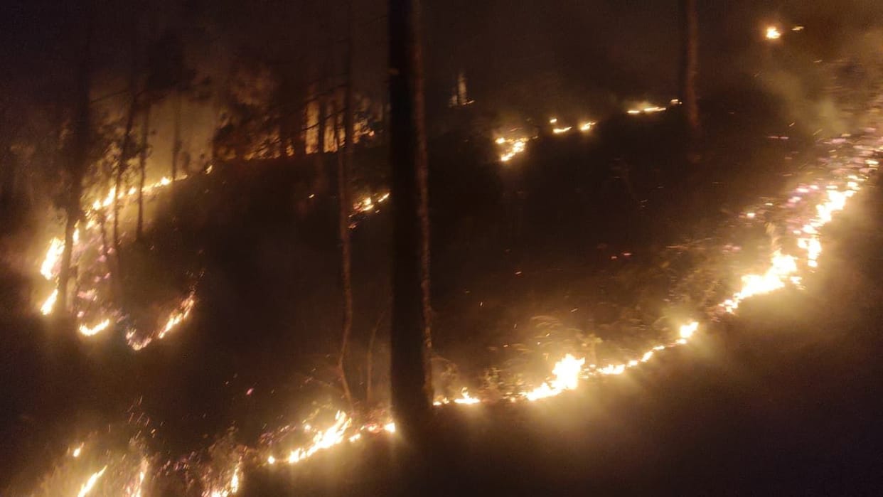 Plantation continued on Environment Day, but many forests in Bedi Nag continued to burn.