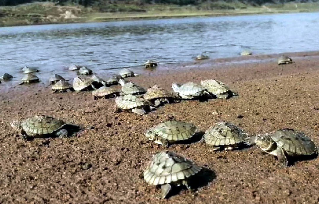 Good news: 5160 turtles' little guests join Chambal's family