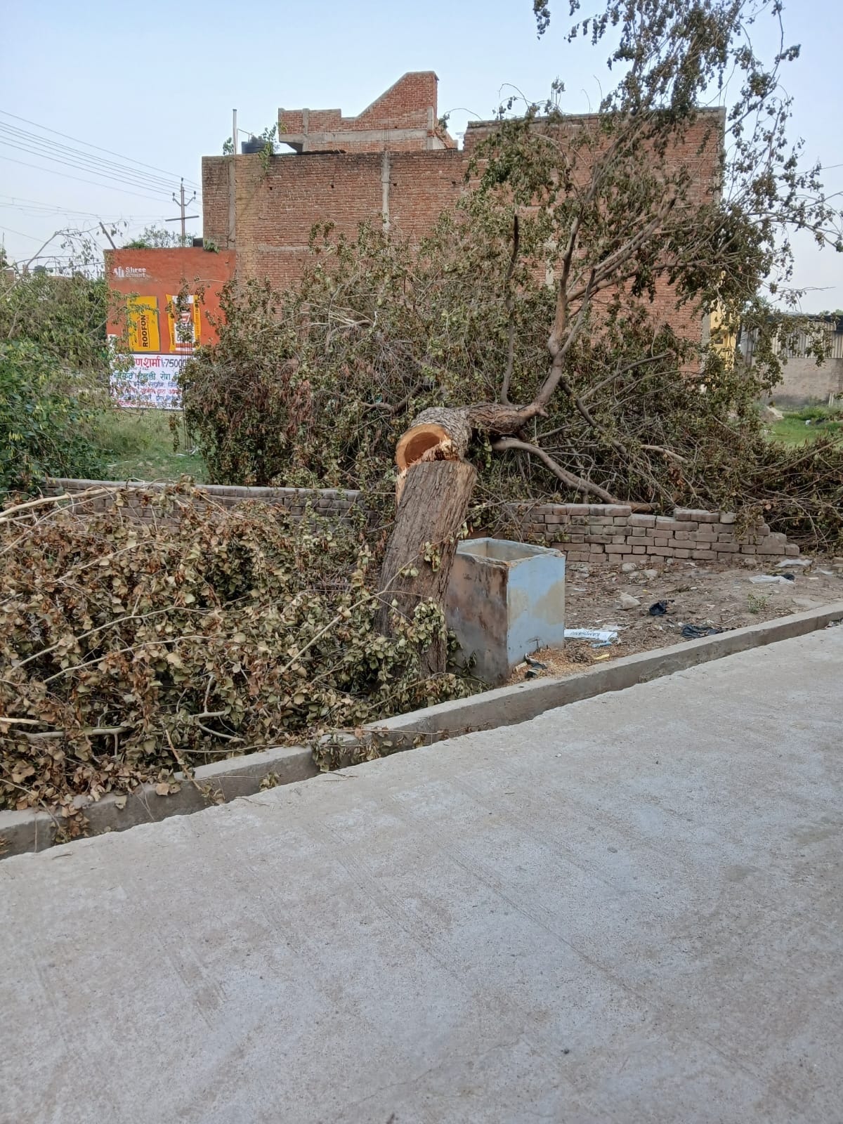 firozabad news tree cut