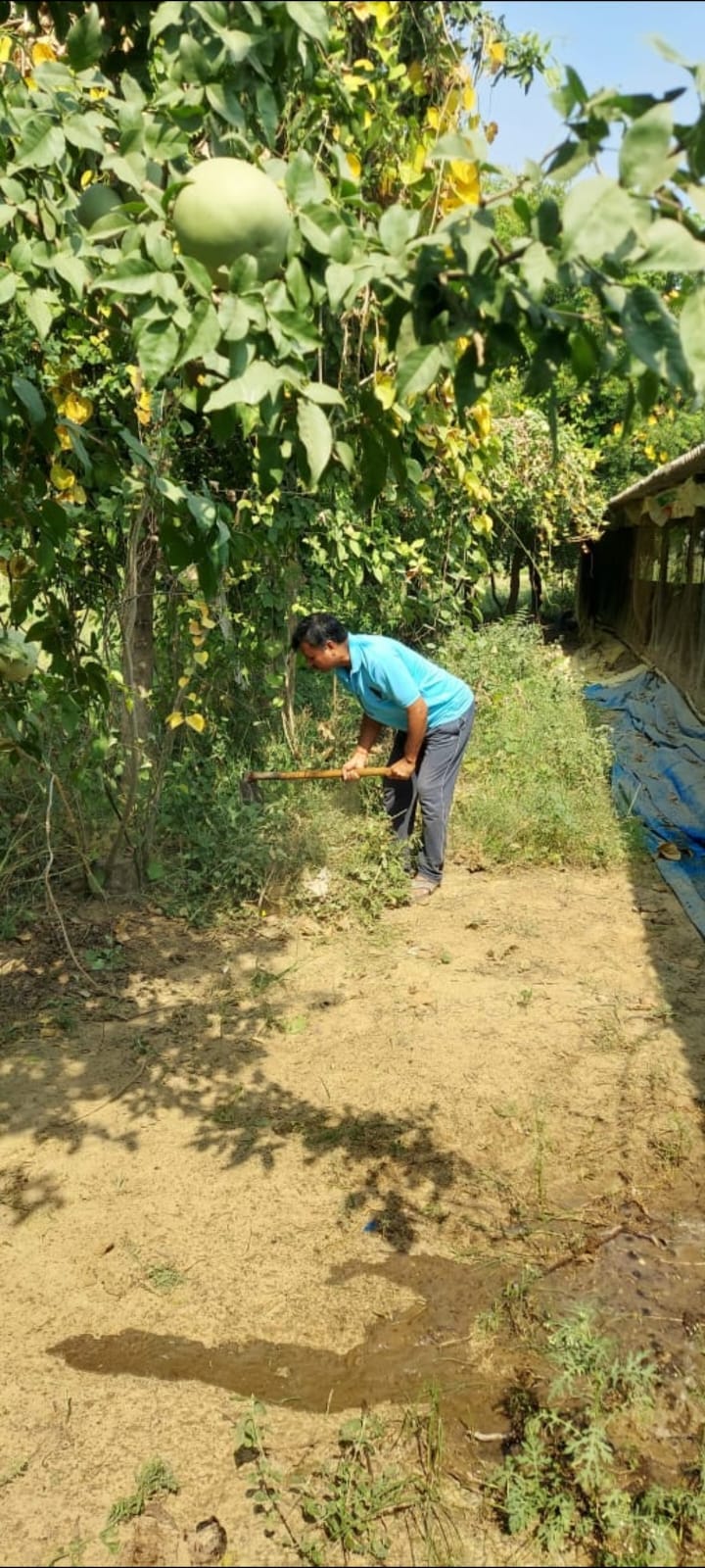 The teacher's family's campaign bore fruit, bringing greenery to barren land.