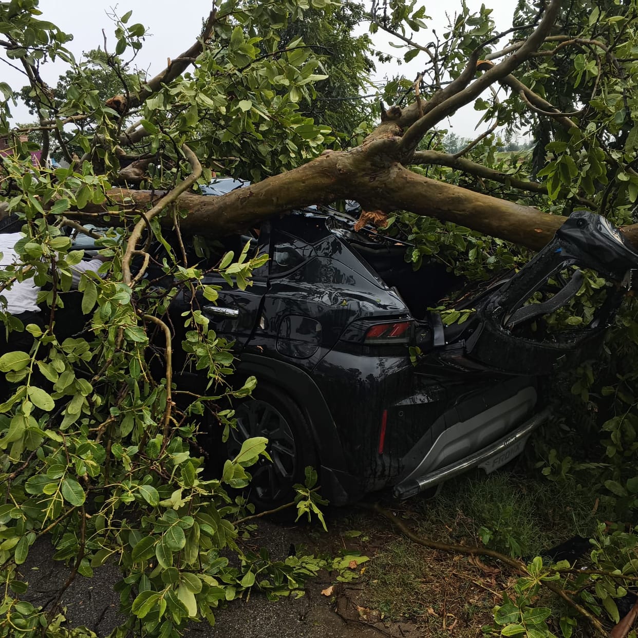 A tree fell on a moving car due to storm, one injured