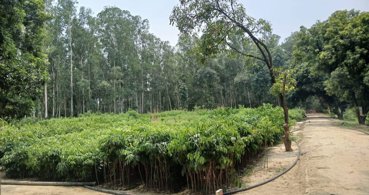 Hope for greenery will rise in every village, the smile of the earth will return
