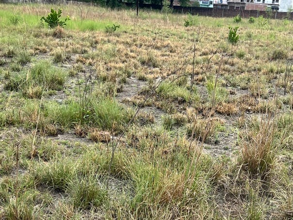 93 lakh saplings planted in three years, negligence destroyed greenery