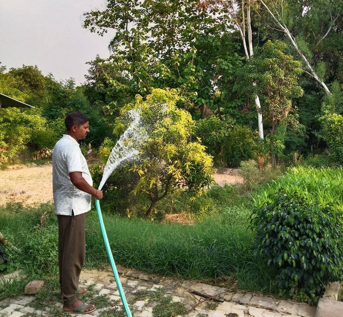 Home turned into nursery, decorating Earth's courtyard with thousands of plants